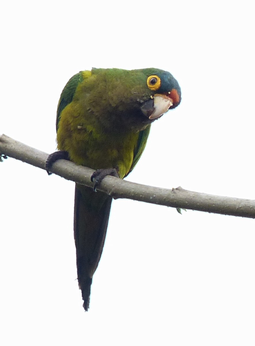 Orange-fronted Parakeet - ML70803761