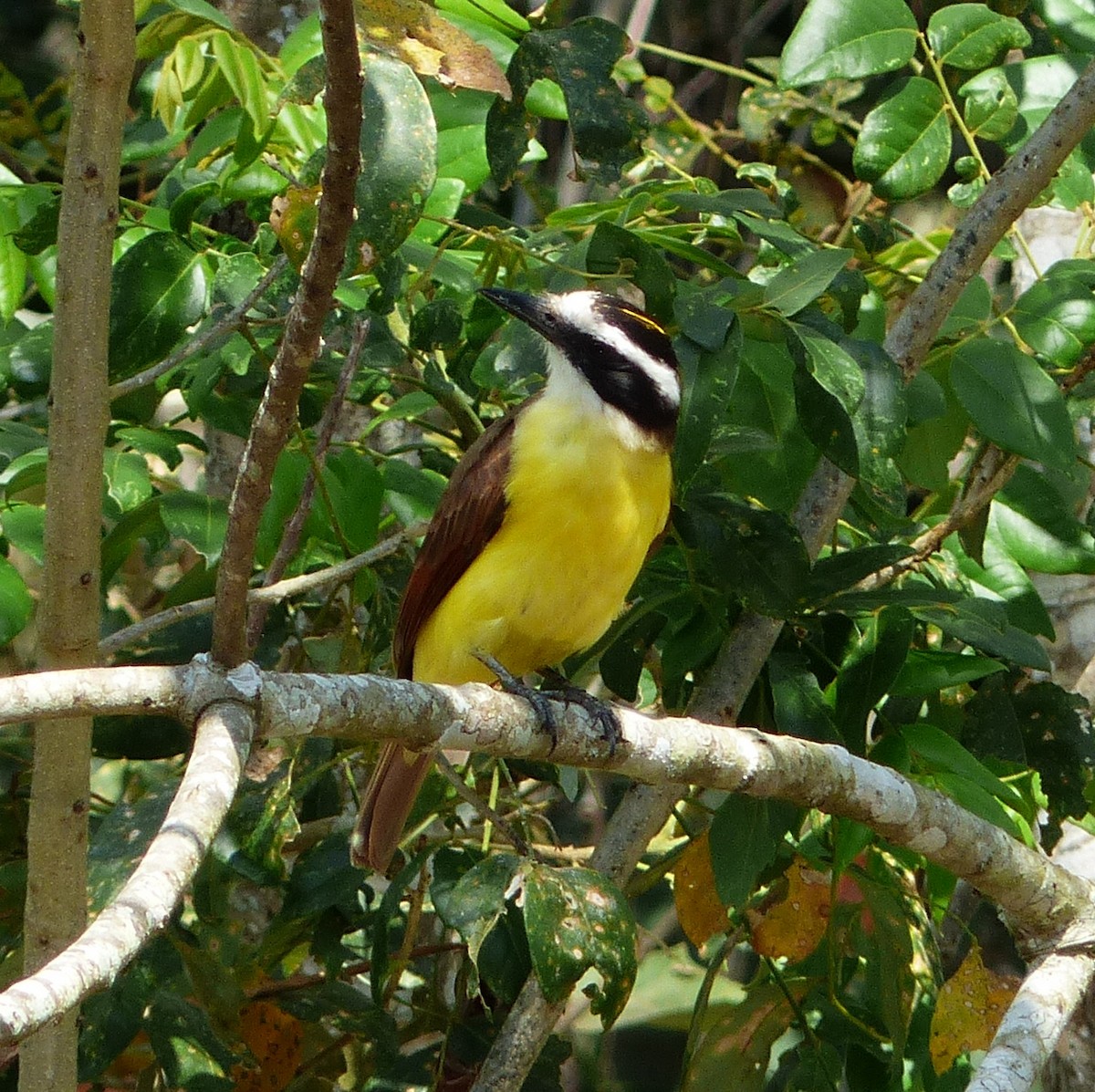 Great Kiskadee - ML70803811