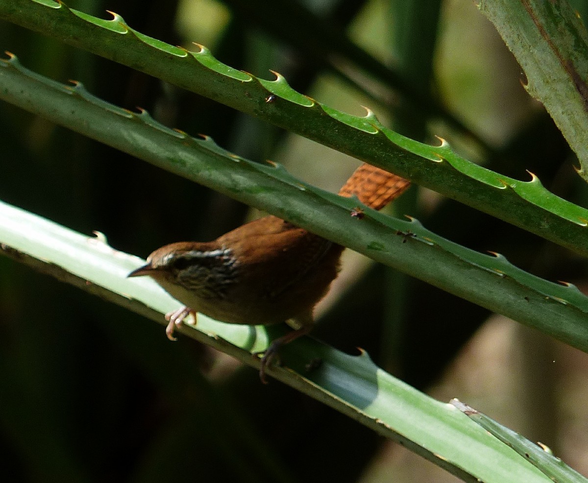 Happy Wren - ML70803841