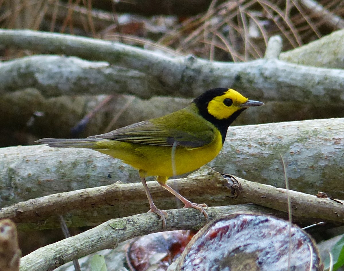 Hooded Warbler - Alain Sylvain