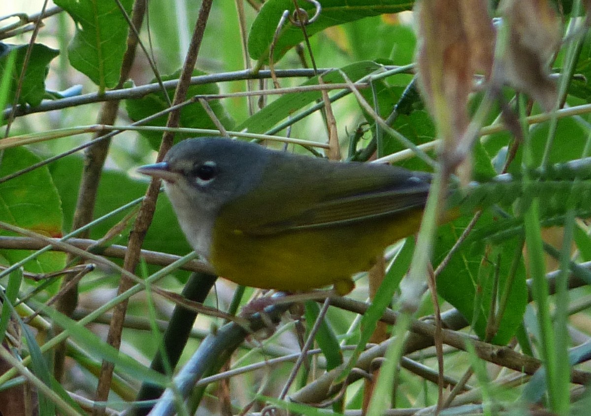 MacGillivray's Warbler - ML70803901