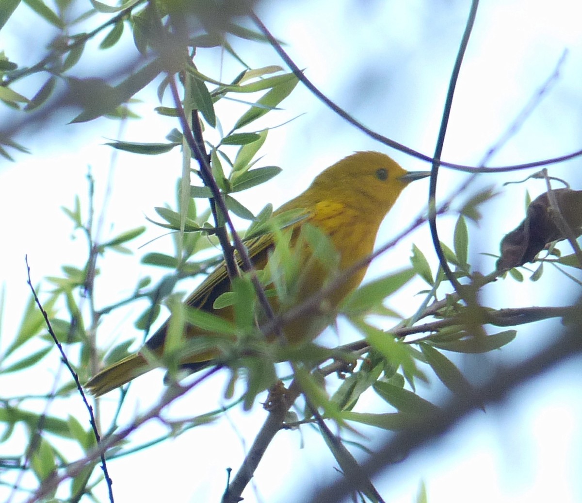 Yellow Warbler - Alain Sylvain