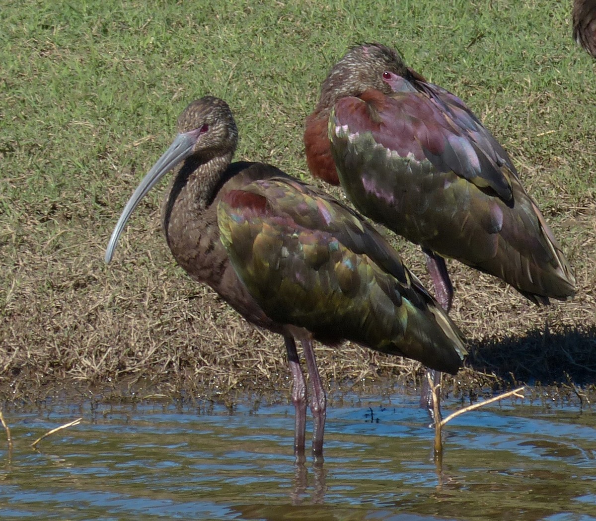 White-faced Ibis - ML70804691