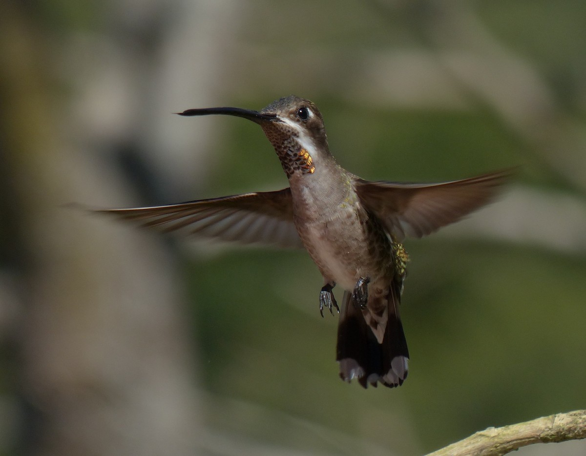 Plain-capped Starthroat - Alain Sylvain