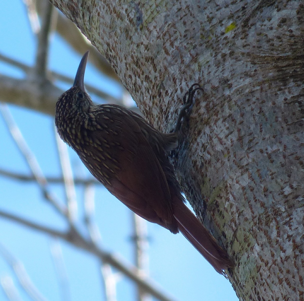 Ivory-billed Woodcreeper - ML70804821