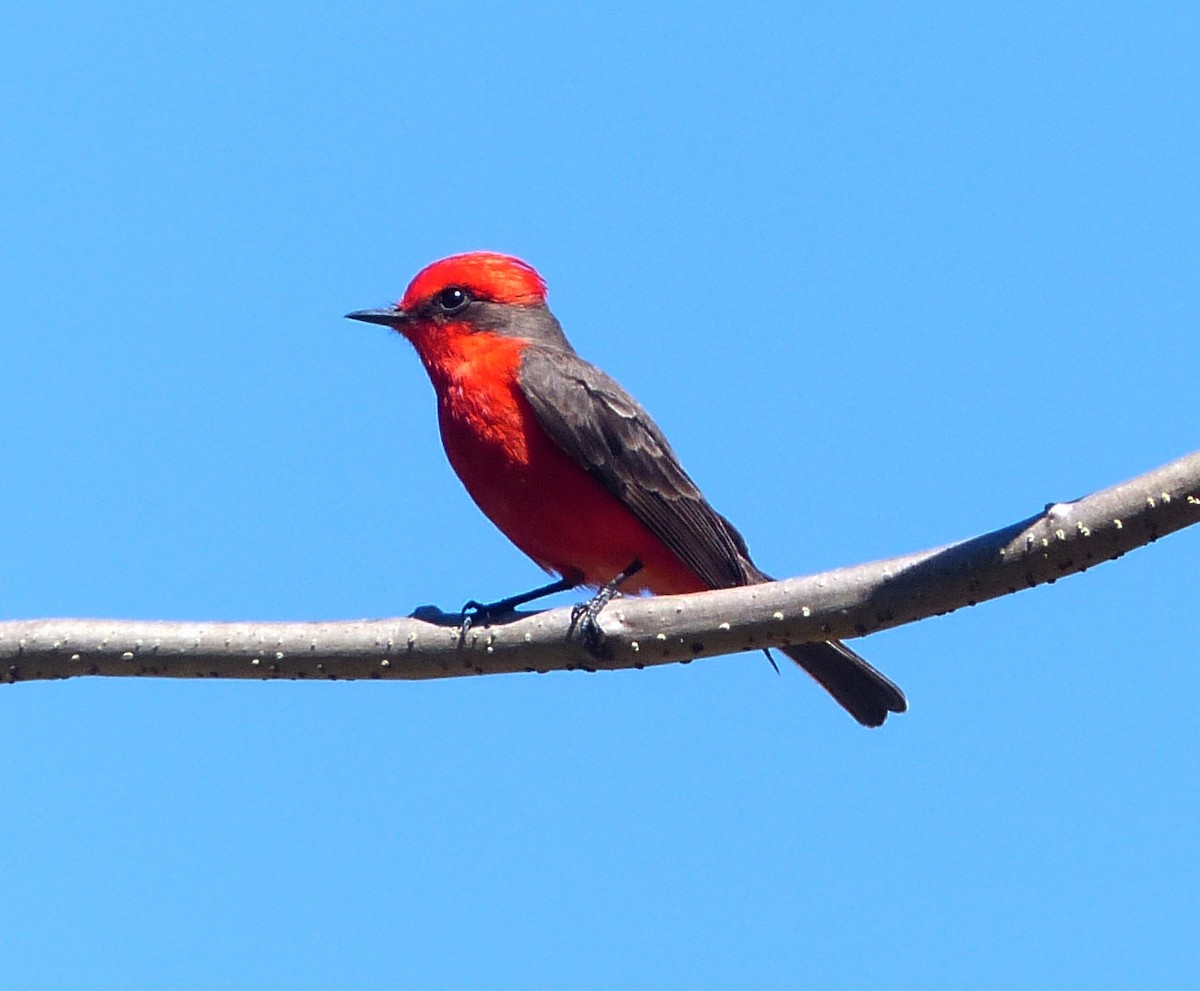 Vermilion Flycatcher - ML70804871