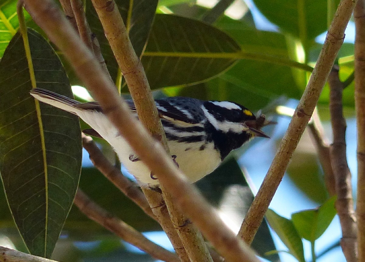 Black-throated Gray Warbler - ML70804981