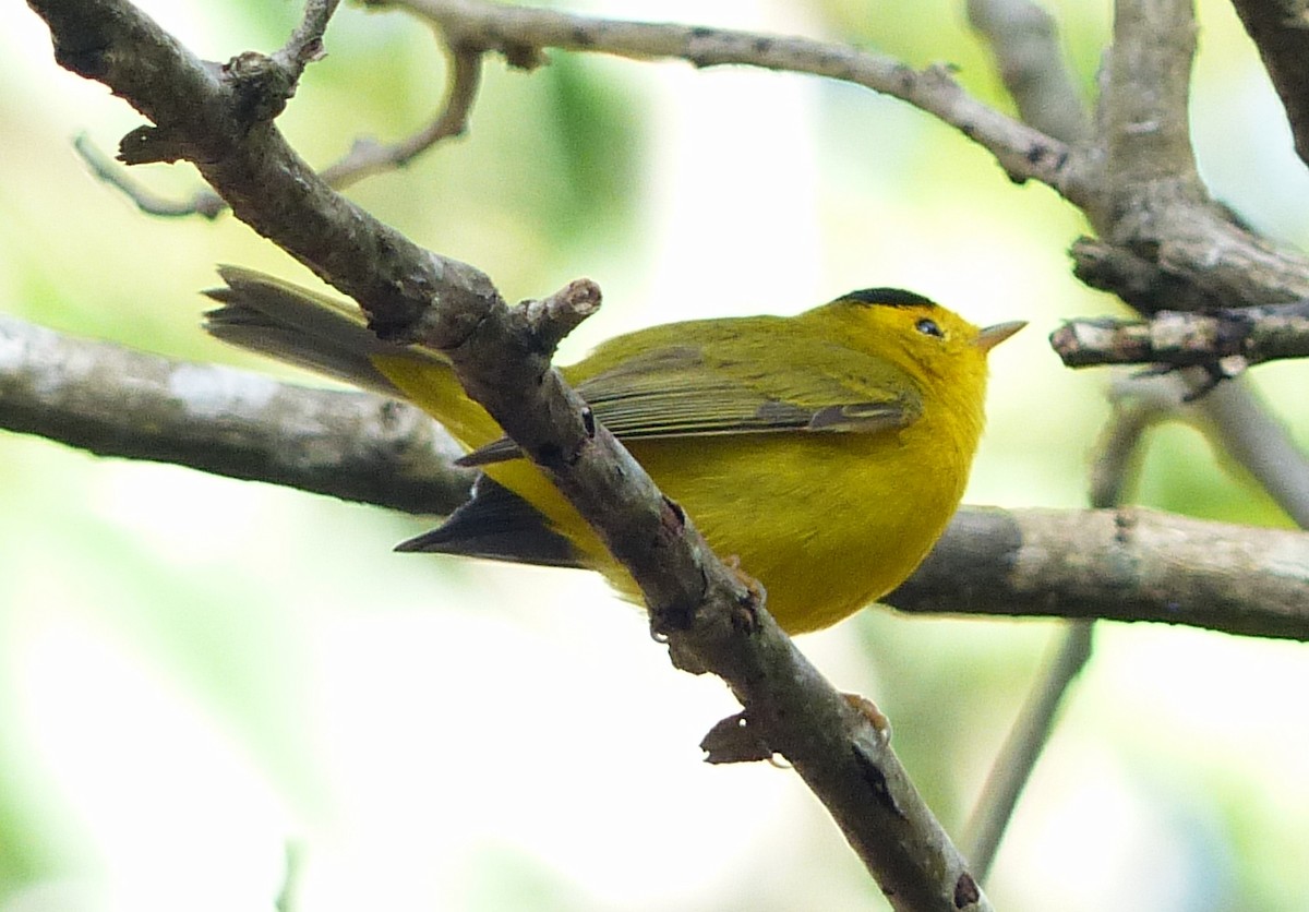 Wilson's Warbler - ML70804991