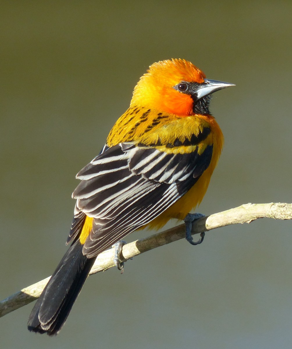 Streak-backed Oriole - ML70805061