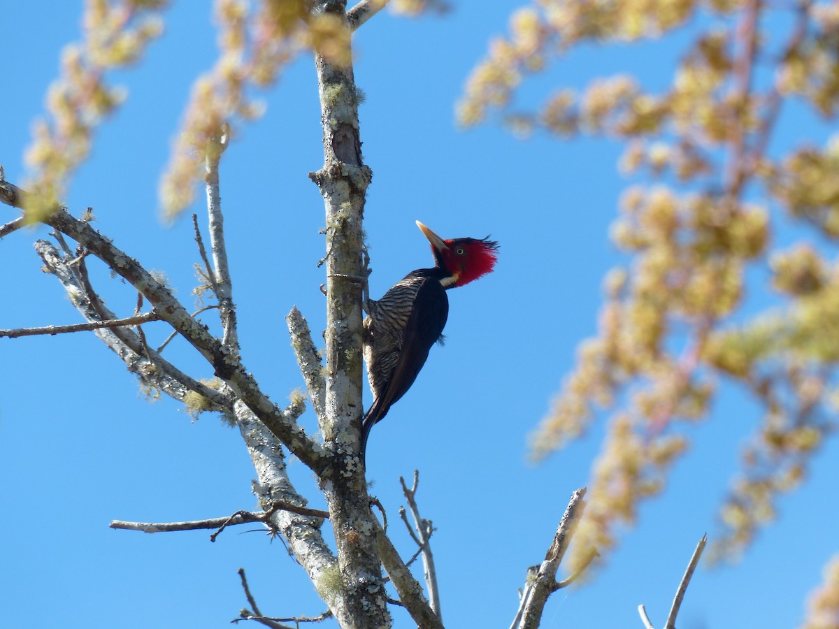 Pale-billed Woodpecker - ML70805131