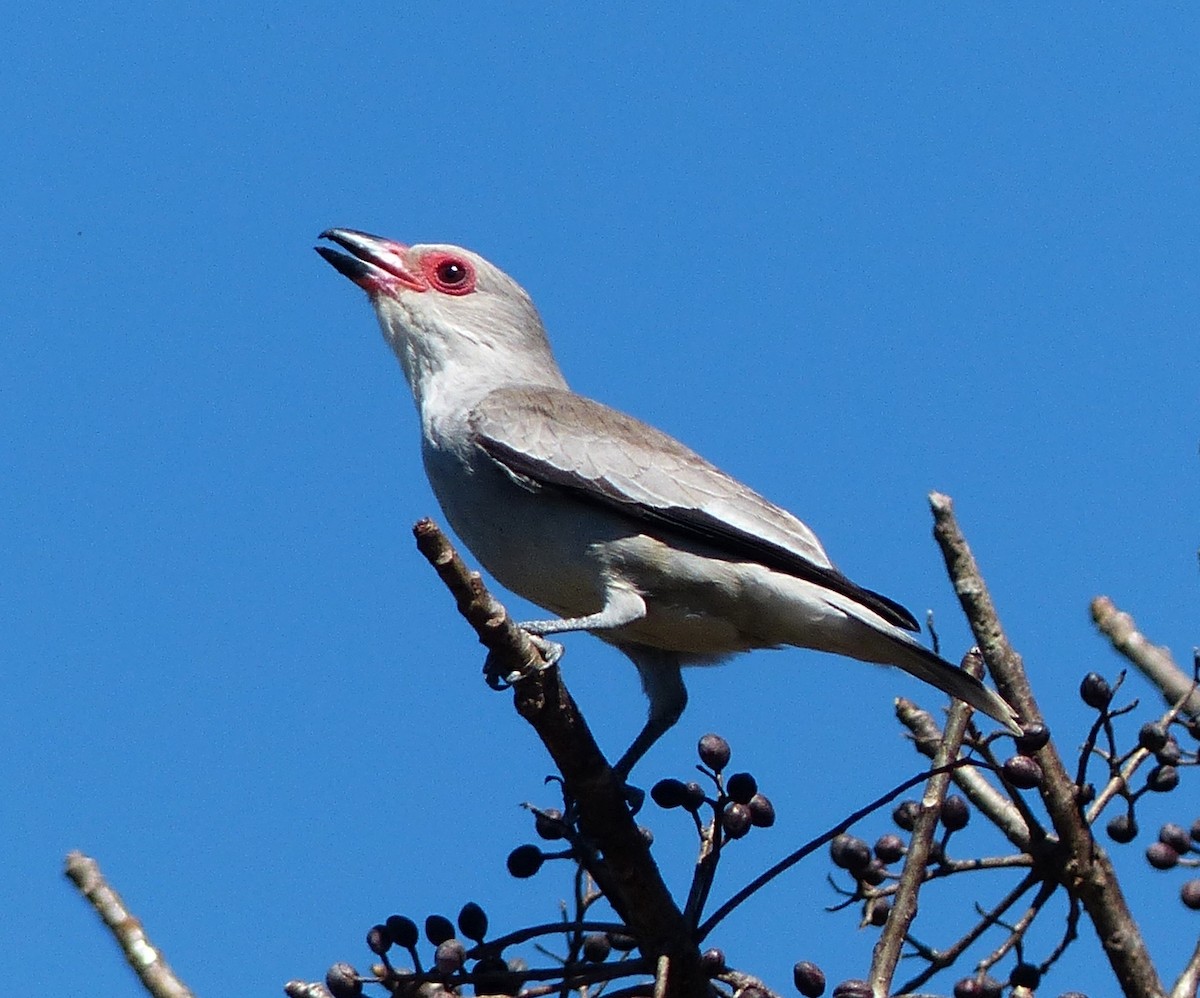 Weißnackenbekarde - ML70805521