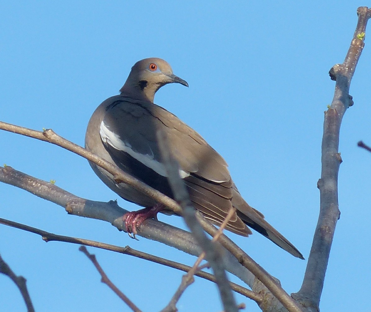 White-winged Dove - ML70807411