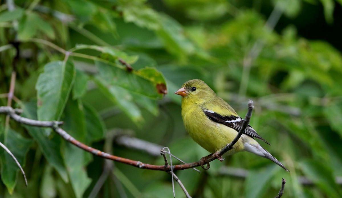 American Goldfinch - ML70807741