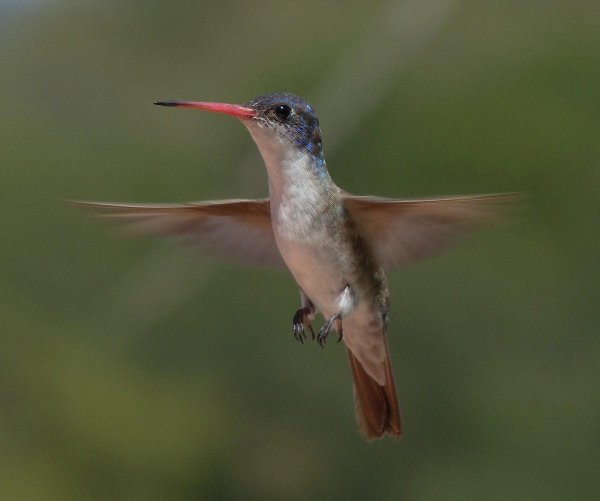 Violet-crowned Hummingbird - ML70807781