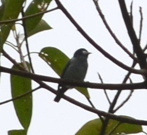 White-eared Conebill - ML70810781