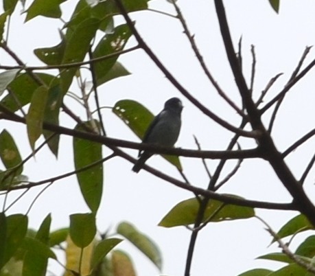 White-eared Conebill - ML70810811