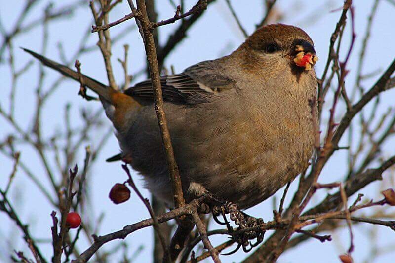 Pine Grosbeak - ML70812331