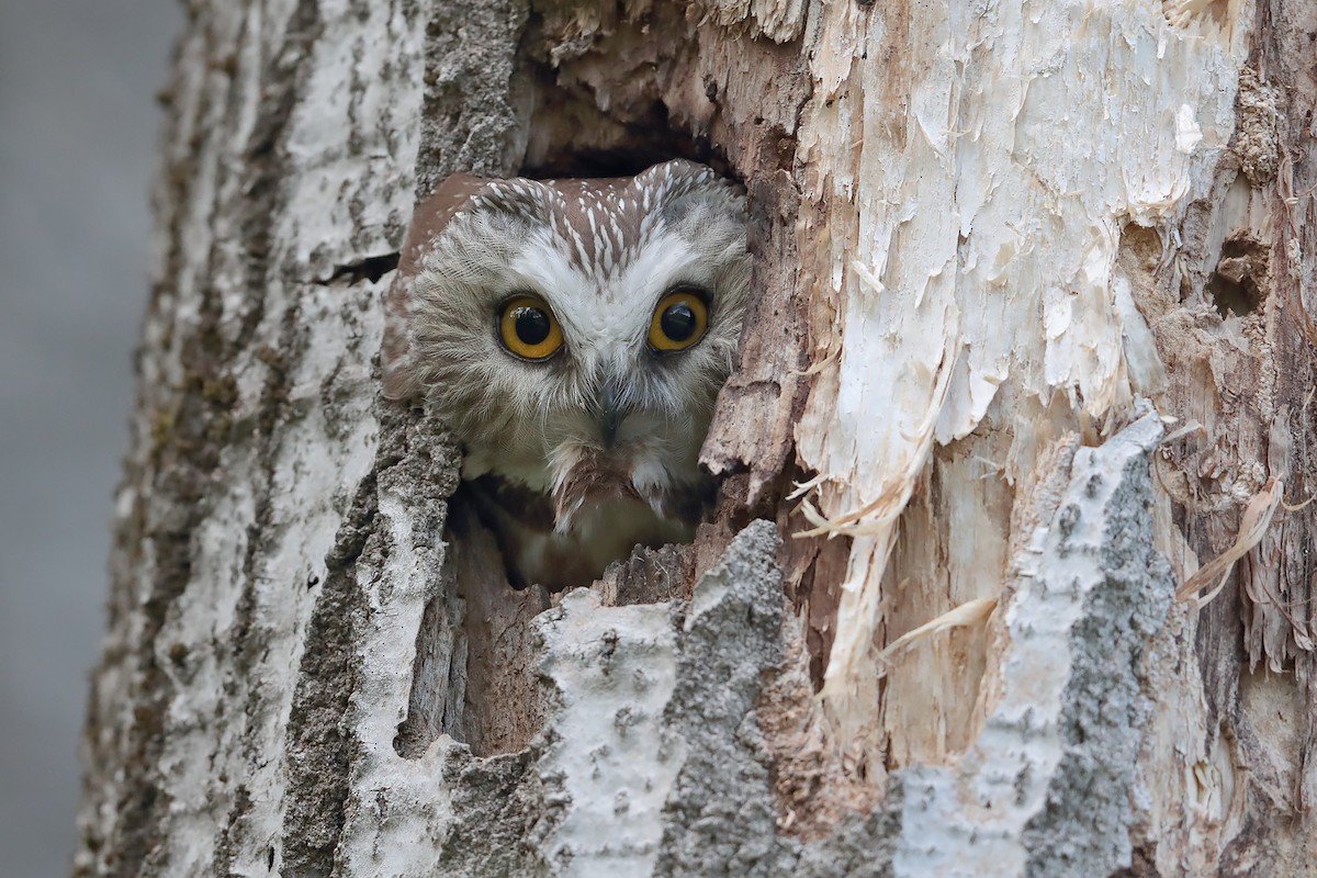 Northern Saw-whet Owl - bellemare celine