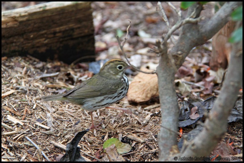 Ovenbird - ML708136