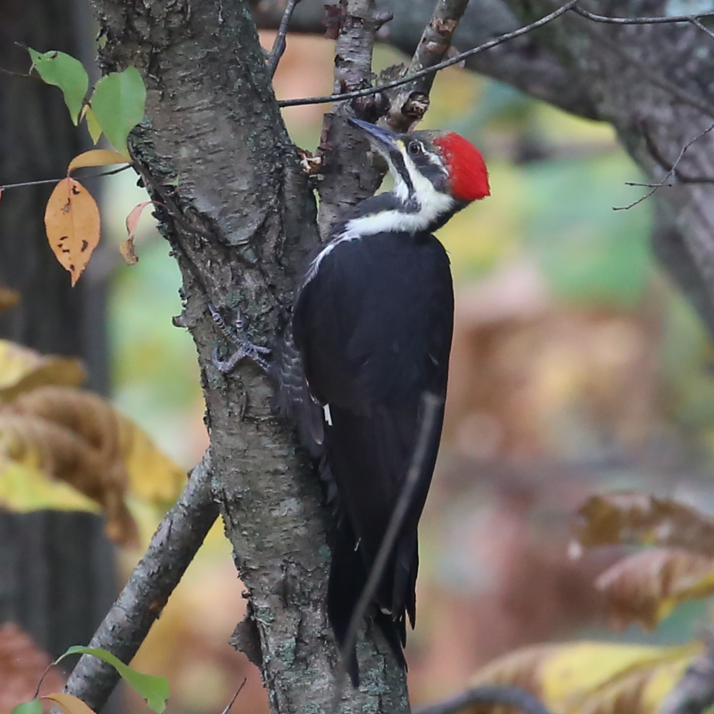 Pileated Woodpecker - Bob Bethune