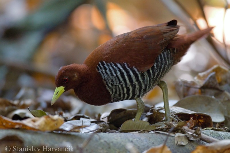 Andaman Crake - Stanislav Harvančík