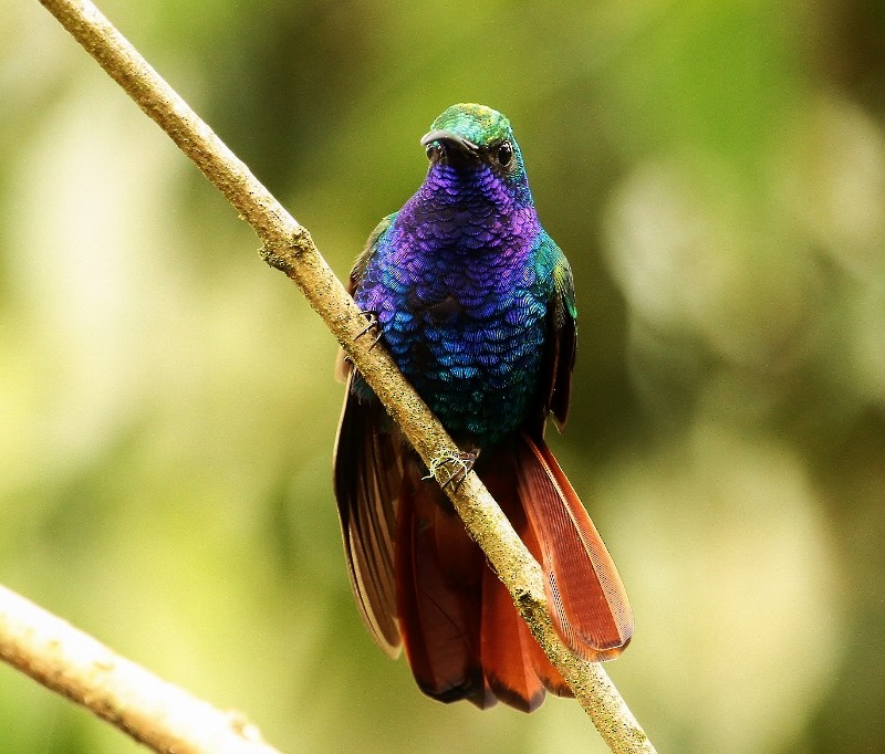 Colibrí Lazulita - ML708160