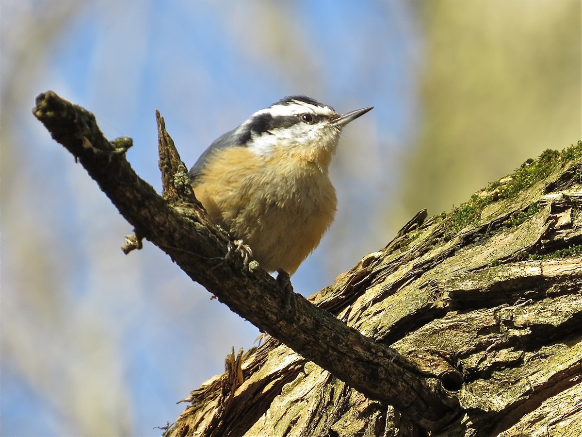 Red-breasted Nuthatch - ML70817931