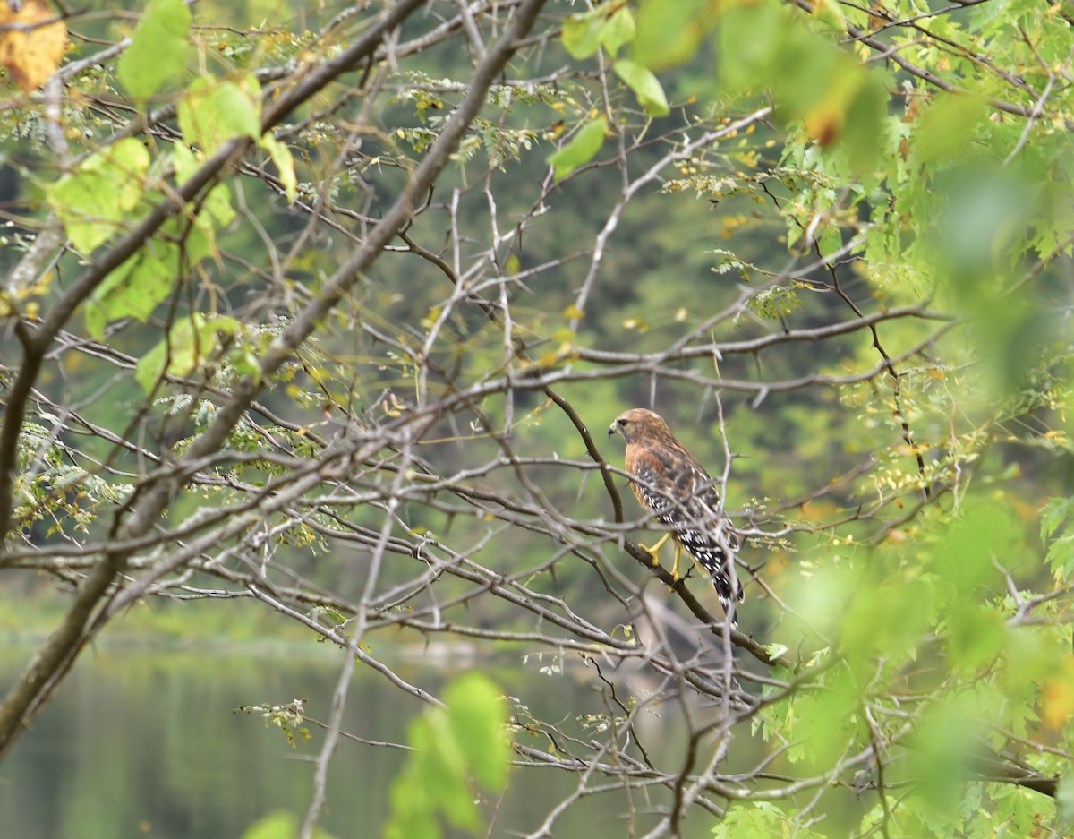 Red-shouldered Hawk - David Rudder
