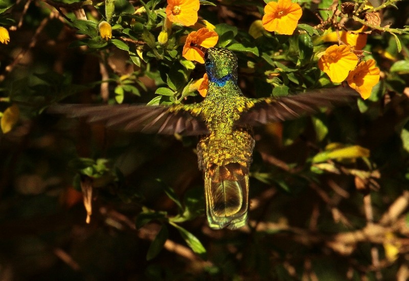 Berg-Veilchenohrkolibri (cyanotus/crissalis) - ML708185