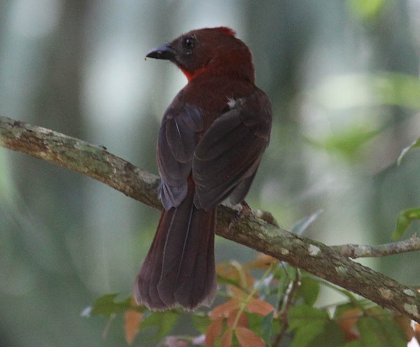 Red-throated Ant-Tanager - ML70819391