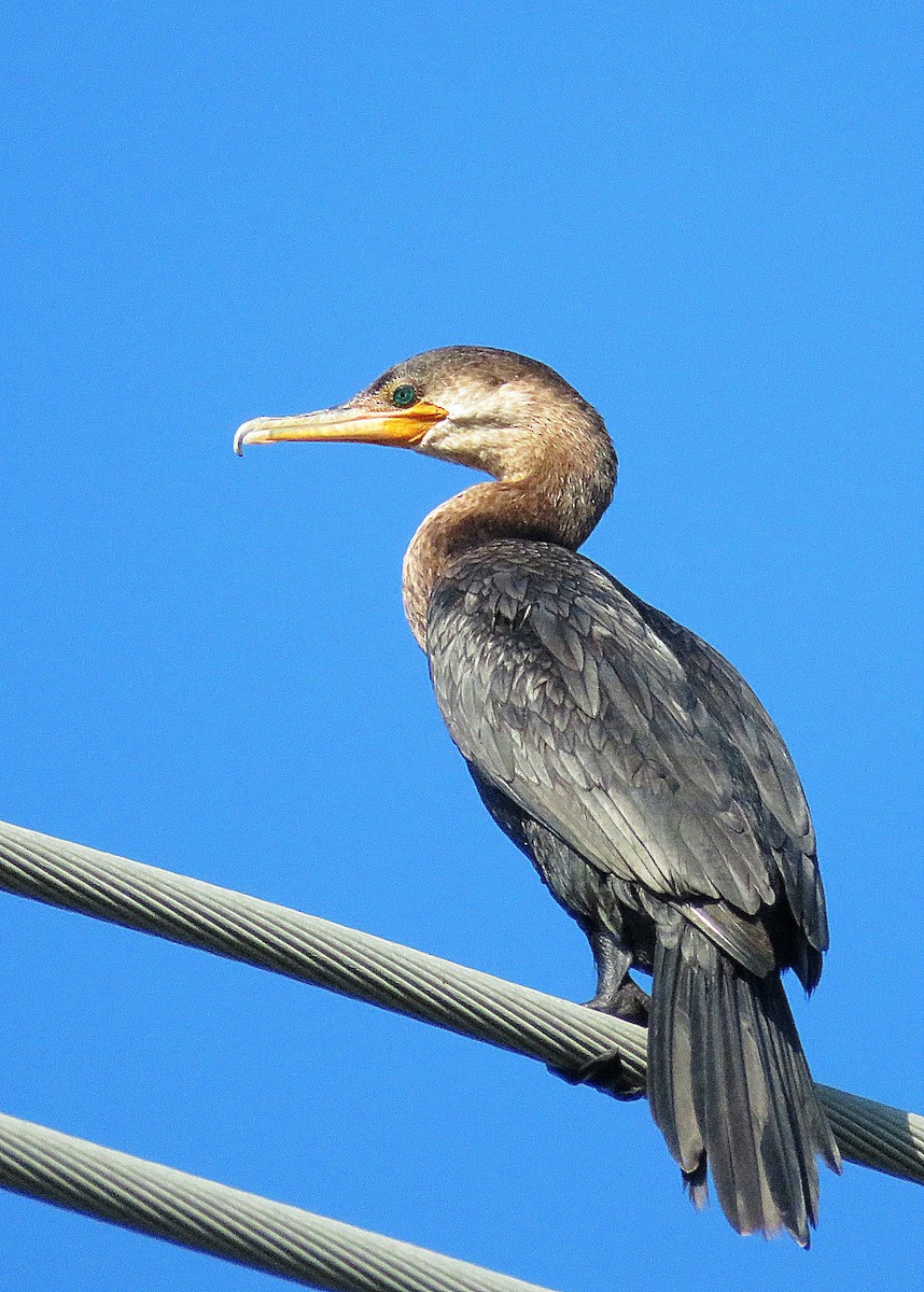 Neotropic Cormorant - Kent Warner