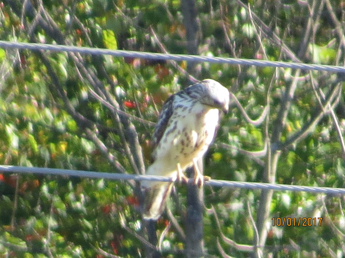 Red-shouldered Hawk - ML70820481