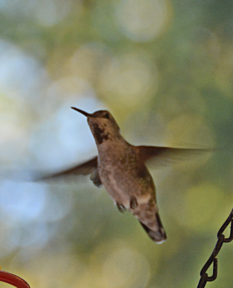 Anna's Hummingbird - Rosalind Scovill