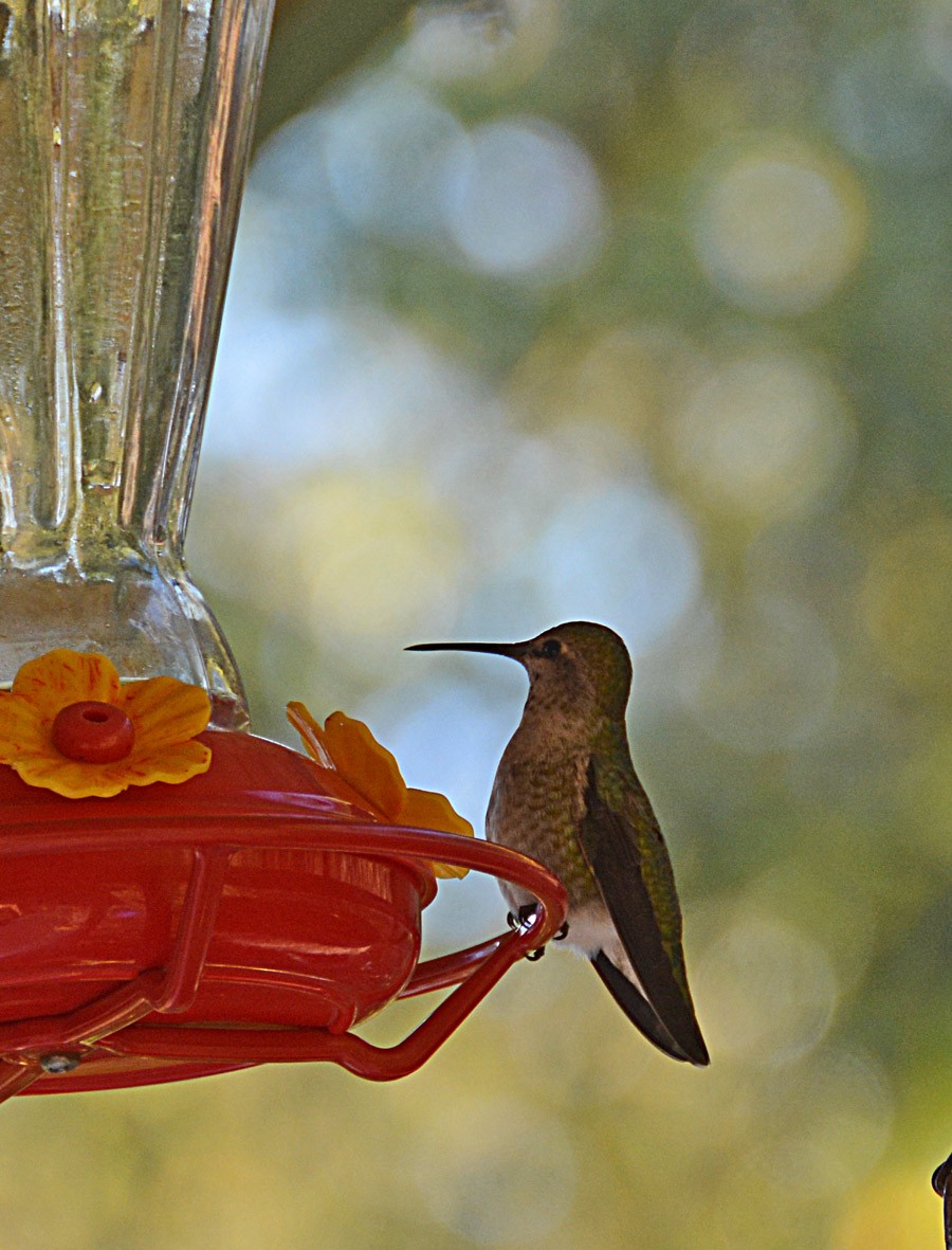 Anna's Hummingbird - Rosalind Scovill