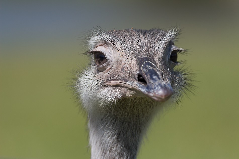 Greater Rhea - Jorge Claudio Schlemmer