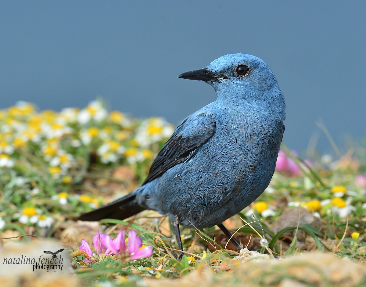 Blue Rock-Thrush - ML708249