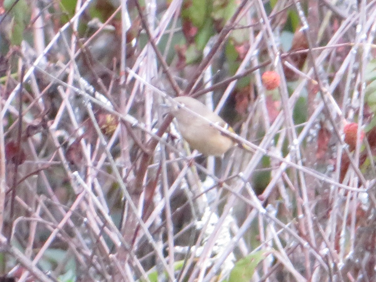 Ruby-crowned Kinglet - Meg Glines