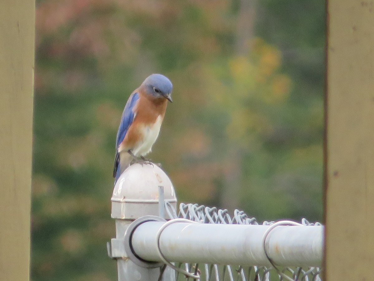 Eastern Bluebird - ML70825591