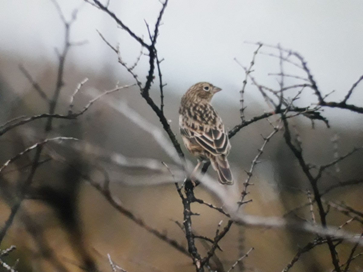 Carbonated Sierra Finch - Enrique Chiurla