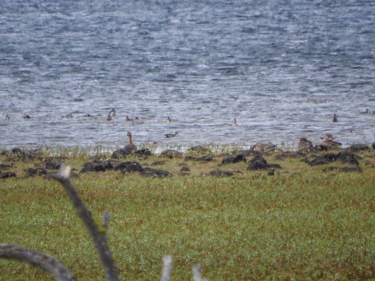 Greater White-fronted Goose - ML70826181