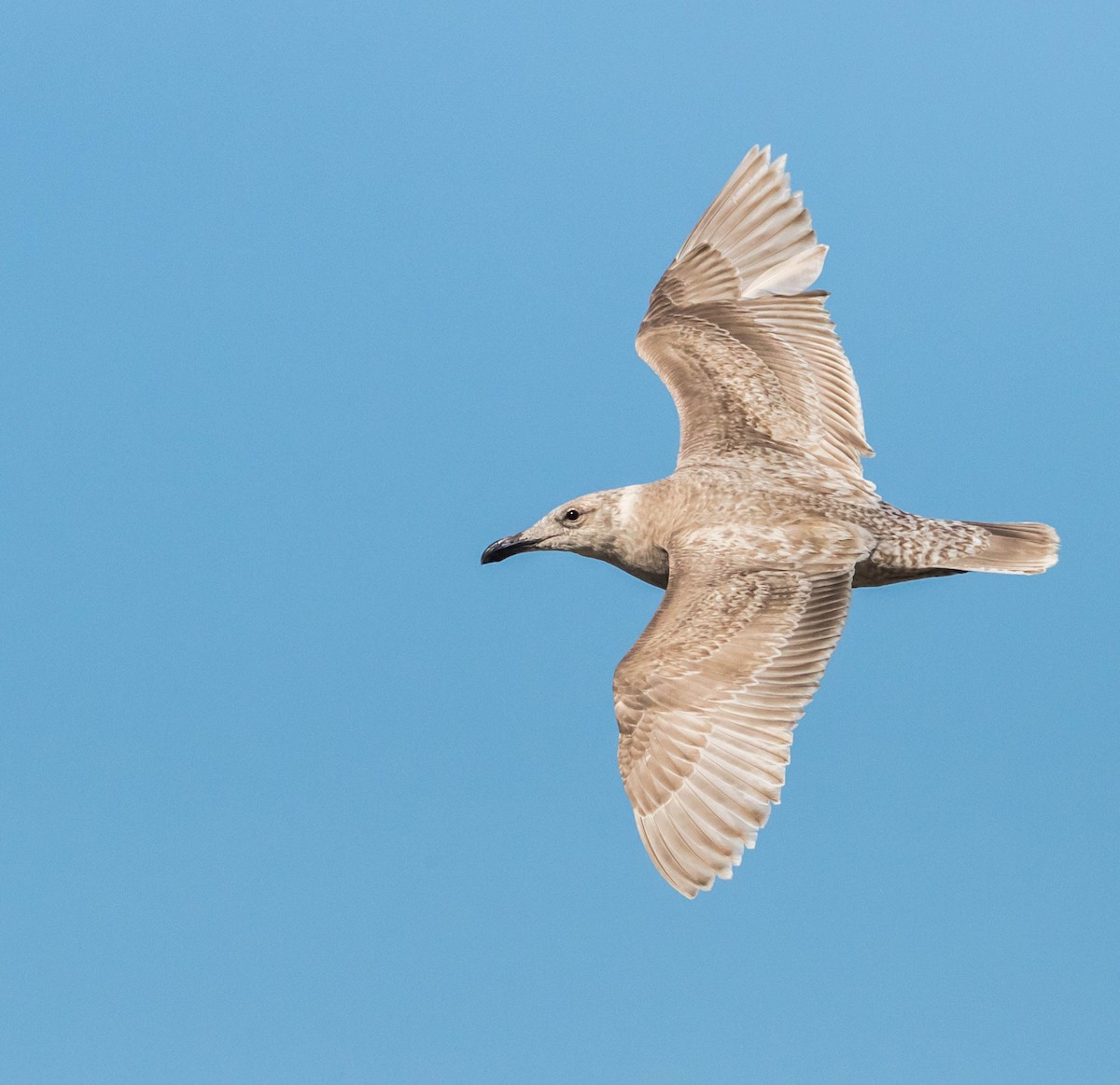 Glaucous-winged Gull - Chezy Yusuf