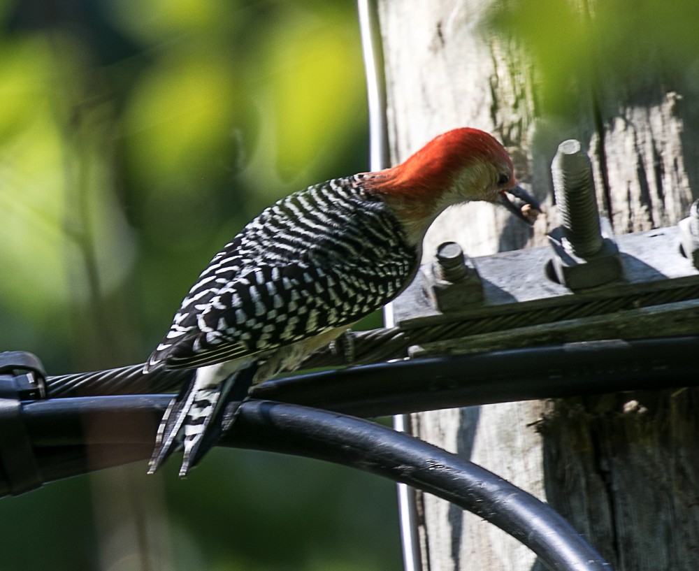 Red-bellied Woodpecker - ML70828951
