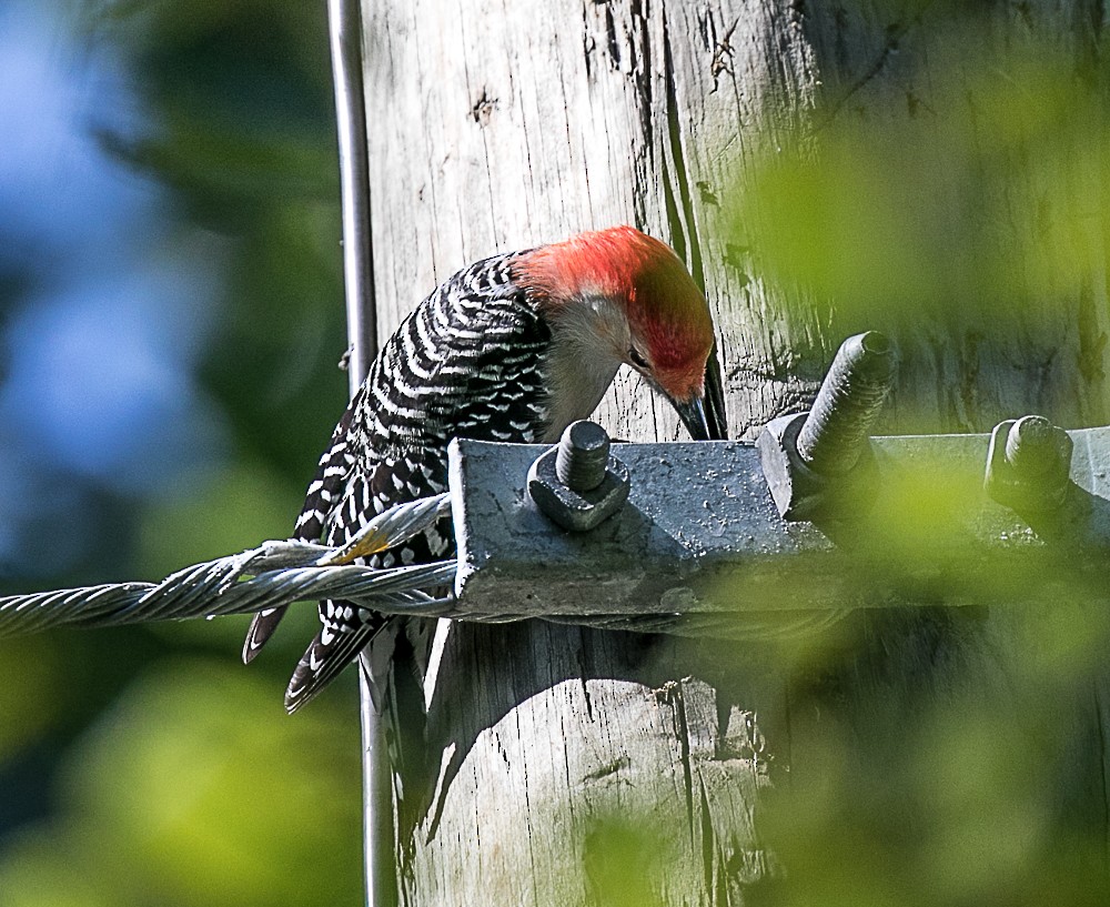 Red-bellied Woodpecker - ML70829001