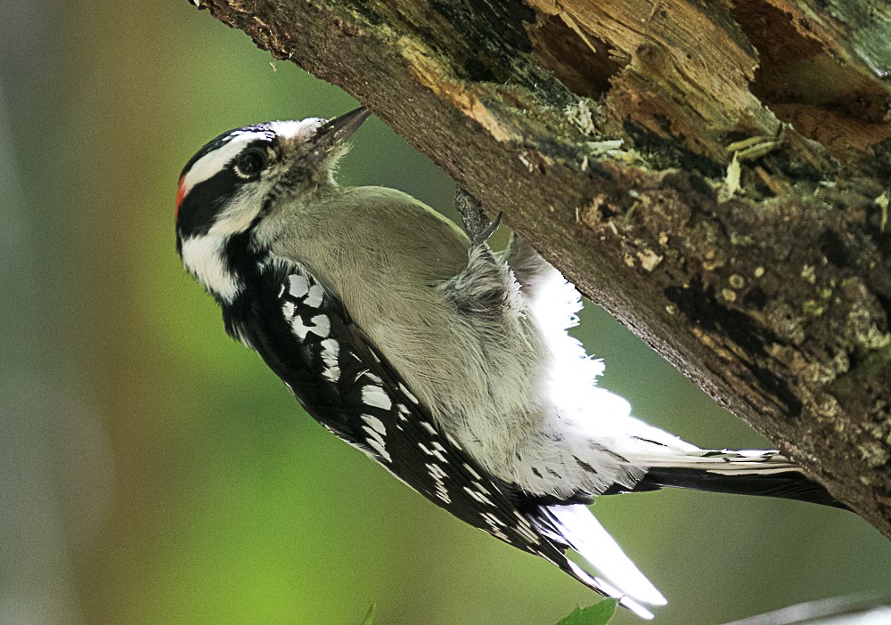 Downy Woodpecker - ML70829061