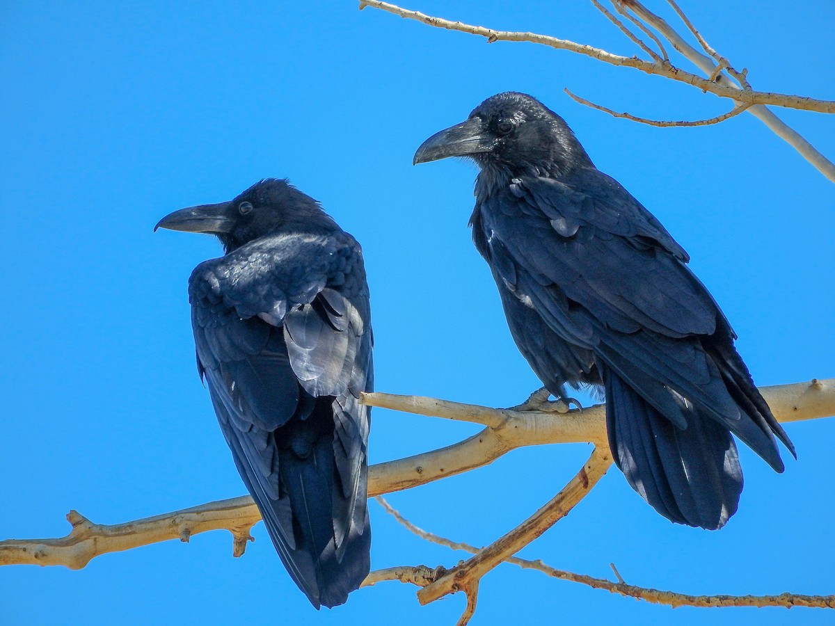 Common Raven - ML70829581