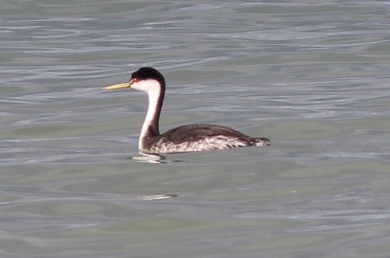 Western/Clark's Grebe - ML70829941