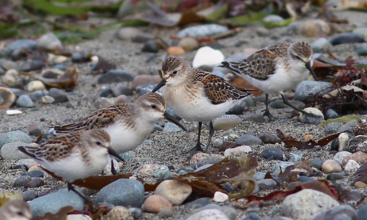 Western Sandpiper - ML70830111