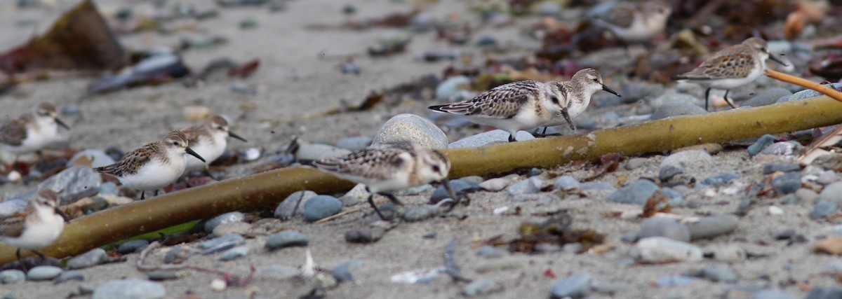 Sanderling - ML70830311