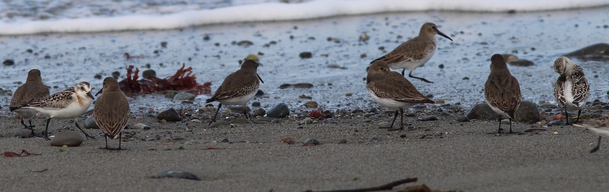 Sanderling - ML70830371