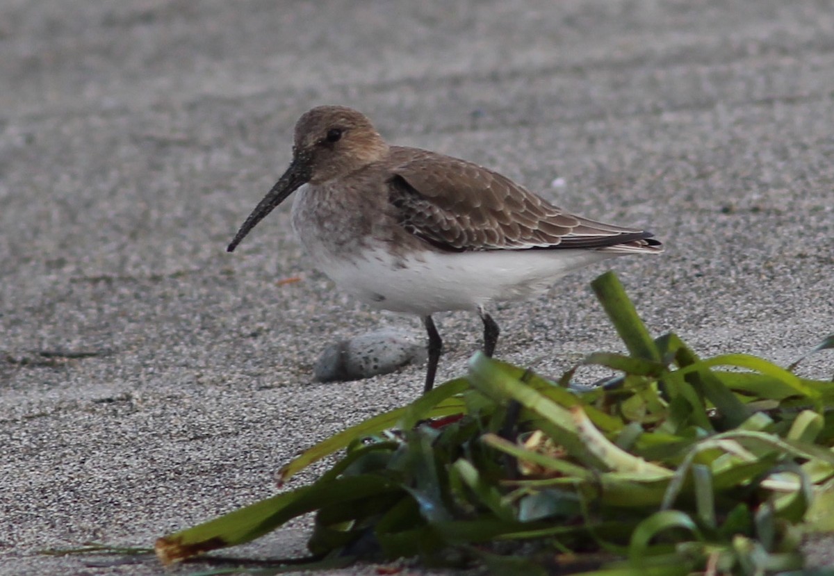 Dunlin - ML70830441